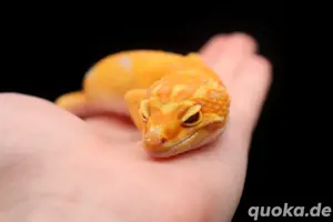 1.0 Leopardgecko "Fire"