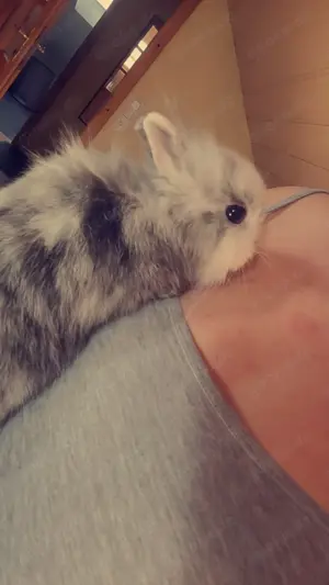 Zwergkaninchen zu verkaufen