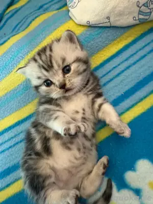  Bkh Tabby Kitten 