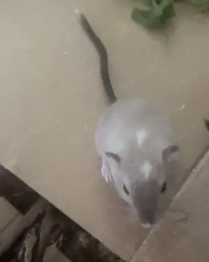 2 Rennmäuse suchen neues Zuhause!!