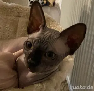 Sphynx Kitten männlich