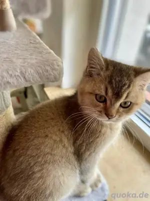 BKH Golden Shaded Kitten