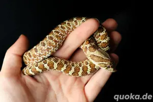 0.1 Hakennasennatter Heterodon Nasicus