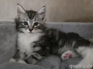 Norwegische Waldkatze Kater Kitten ... Reservierung wurde leider ungesehen abgesagt!!! 