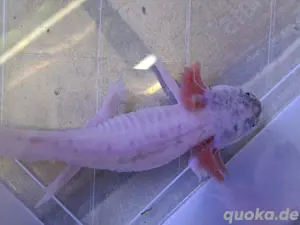 Harlekin Axolotl und Weißlinge