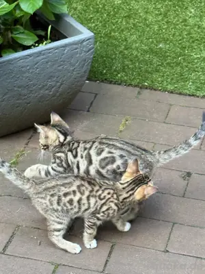 ein Mädchen sucht ein neues zuhause 