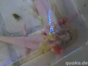 Harlekin Axolotl  Bild 2