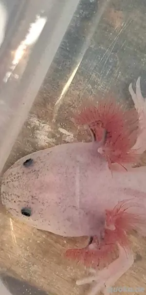 Harlekin Axolotl  Bild 3