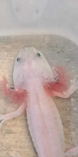 Harlekin Axolotl  Bild 4