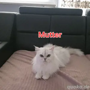 Entzückende Katzenbabys - männlich  Bild 7