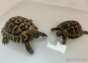 Schildkrötenpärchen 