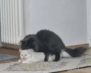 Entzückende Katzenbabys - männlich  Bild 8
