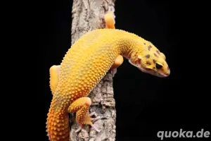 0.1 Leopardgecko "Athena"