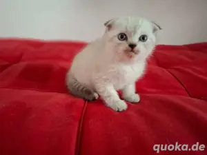 BKH Kater Katze 