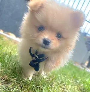 Zwergspitz pomeranian 