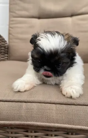 Shih-Tzu Welpen 
