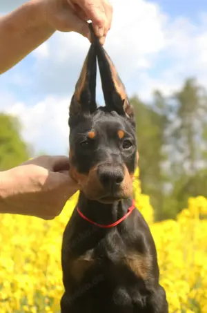 Amerikanische Linie Dobermann Welpen FCI