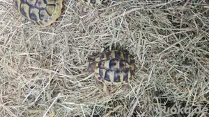 griechische landschildkröte  Bild 5