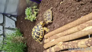 griechische landschildkröte  Bild 4