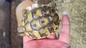 griechische landschildkröte 