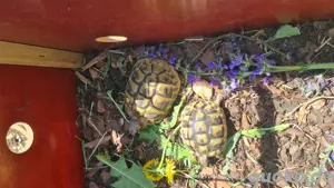 griechische landschildkröte  Bild 3