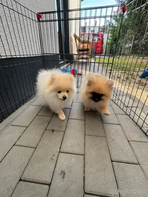 Pomeranians-Welpen. 