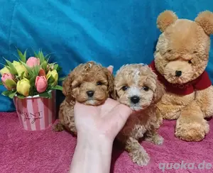 MINI maltipoo F1