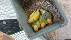 Pfirsichköpfchen  Bild 1