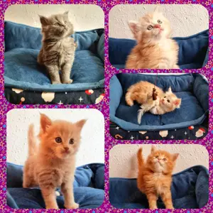 5 reinrassige Maine Coon Kitten - zum verlieben   