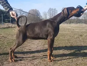 Dobermann hündin FCI Welpe Doberman
