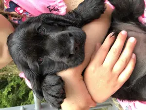 Cocker 10 Wochen alt sucht ein zu Hause 