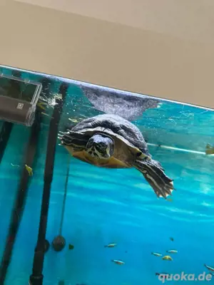 wasser schildkröt