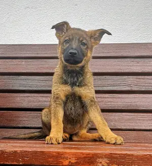 Deutsche Schäferhundwelpen mit geradem Rücken 