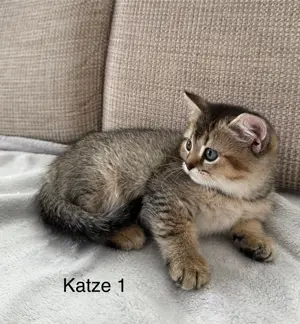 BKH-Mix Baby Katzen