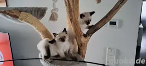 Zuckersüße Siamkitten suchen liebevolles Zuhause 