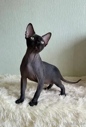 Männliches Sphynx-Kätzchen zu verkaufen*