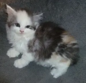 Maine Coon Kitten