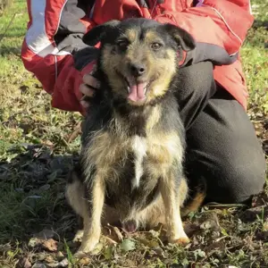 Bobek, süßer Rauhhaardackel Terrier Mischling Bild 2