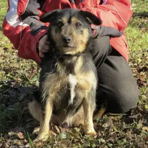 Bobek, süßer Rauhhaardackel Terrier Mischling Bild 3
