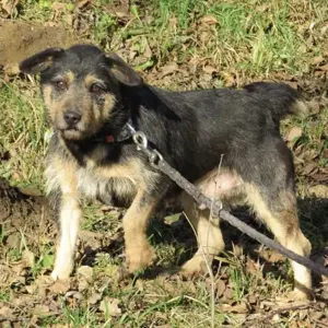 Bobek, süßer Rauhhaardackel Terrier Mischling Bild 5