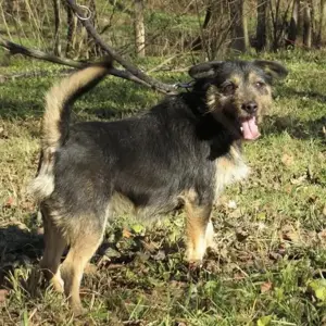 Bobek, süßer Rauhhaardackel Terrier Mischling Bild 4