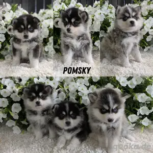 Pomsky-Welpen zu verkaufen