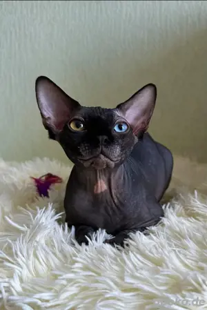 Weibliches Sphynx-Kätzchen zu verkaufen*