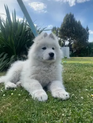 Nur noch ein Samojedenwelpe 