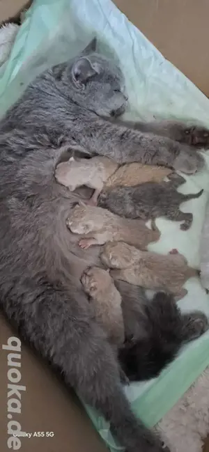 BKH  kitten Reinrassige 