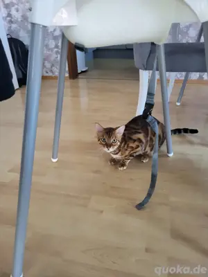 2 Reinrassige Bengalkatzen Männlich 