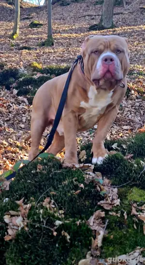    American Bully Deckrüde   kraftvoll, gesund & charakterstark 
