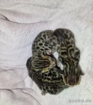 Bengal Kitten Katzenbabys Kitten Stammbaum