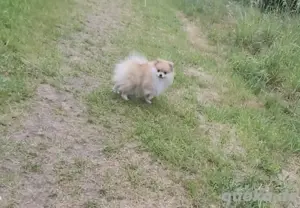 Reinrassige Pomeranien Zwergspitzhündin 