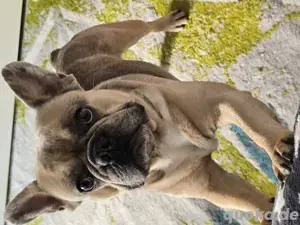 deckrüde französische bulldogge